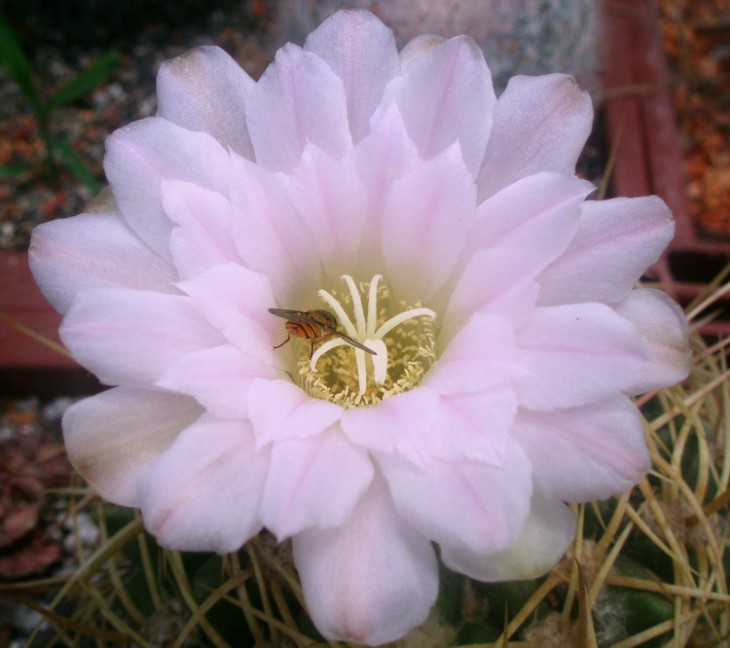 Gymnocalycium monvillei