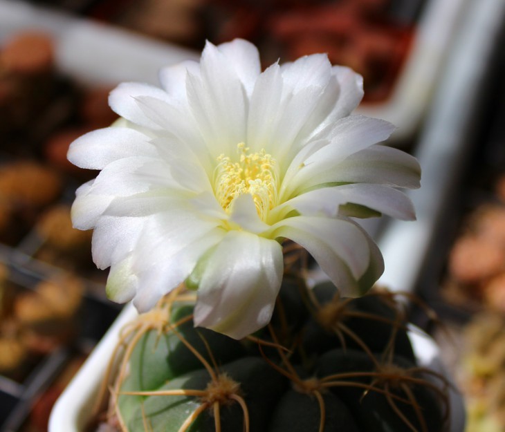 Gymnocal. denudatum