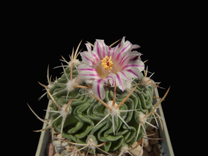 Echinofossulocactus sp.