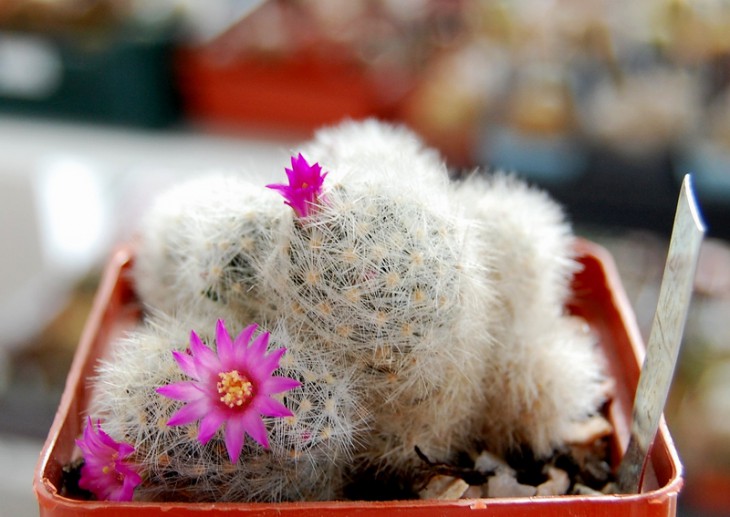 Mammillaria laui v. dasyacantha