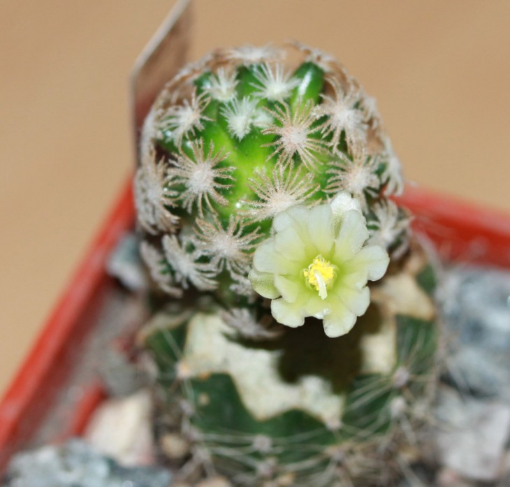Mammillaria roemeri