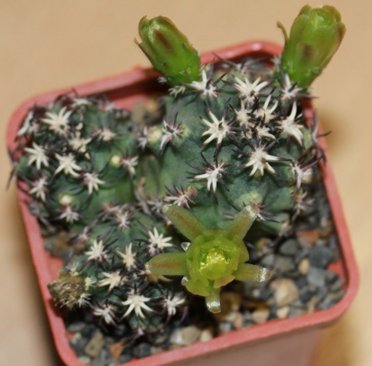 Echinocereus davisii v brevispinus