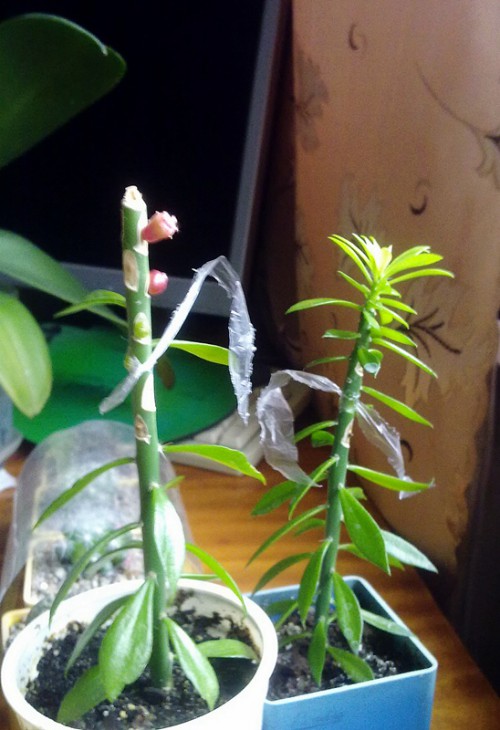 pereskiopsis_grafting.jpg