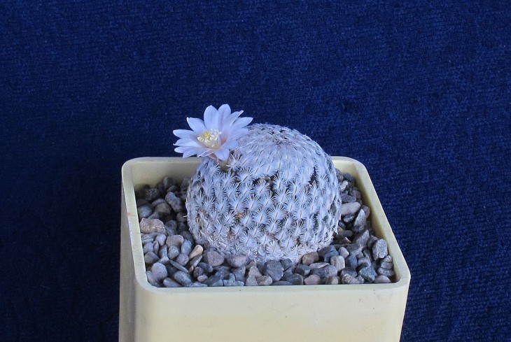 Mammillaria sanchez-mejoradae