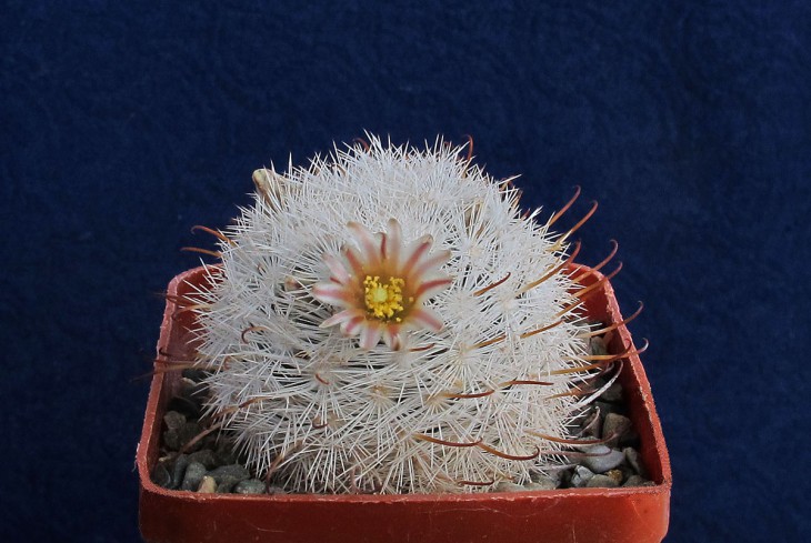 Mammillaria gasseriana