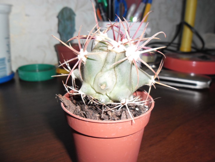SAM_0439.JPG