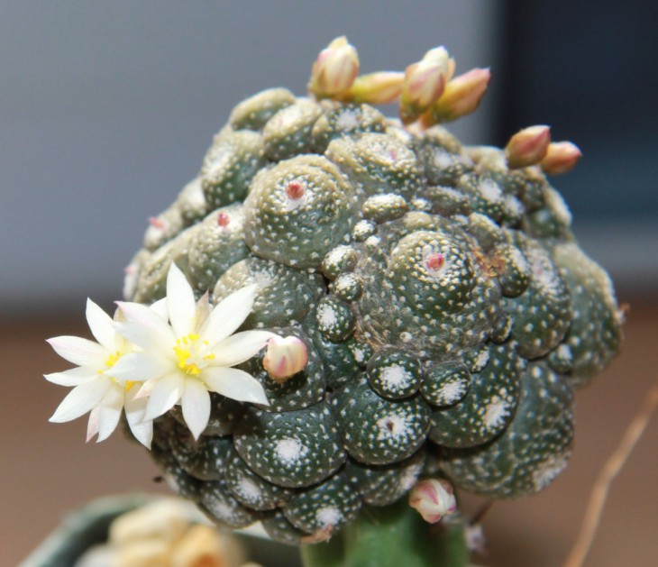 Blossfeldia minima