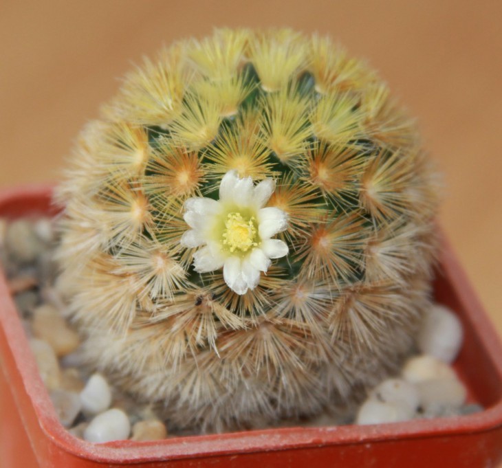 Mammillaria carmenae