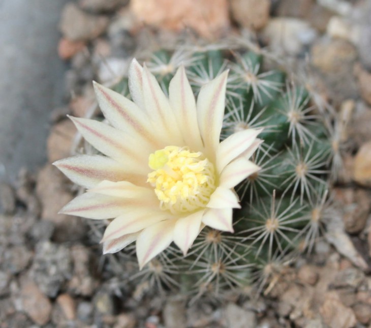 Mammillaria coahuilensis