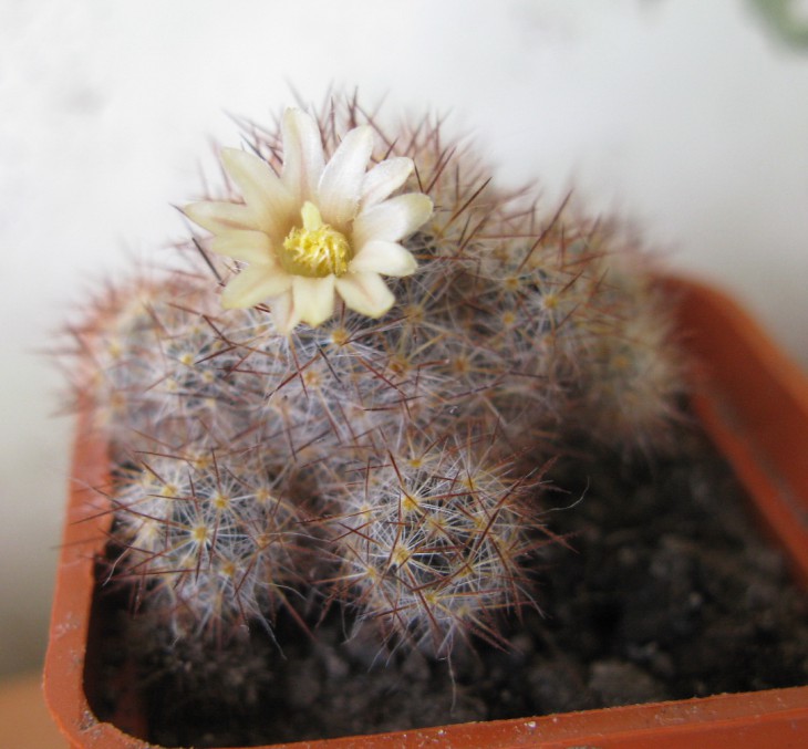 M.prolifera