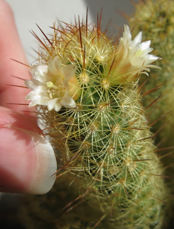 M.elongata