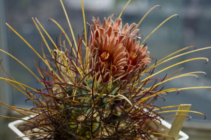 Gland uncinatus v_wrightii