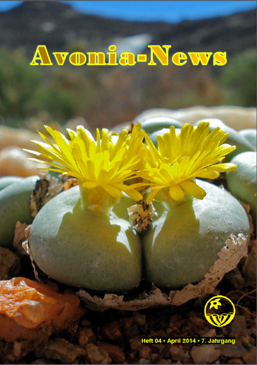 Avonia-news.png
