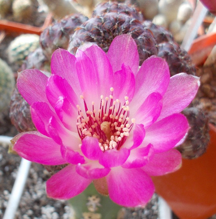DSCN4029.JPG