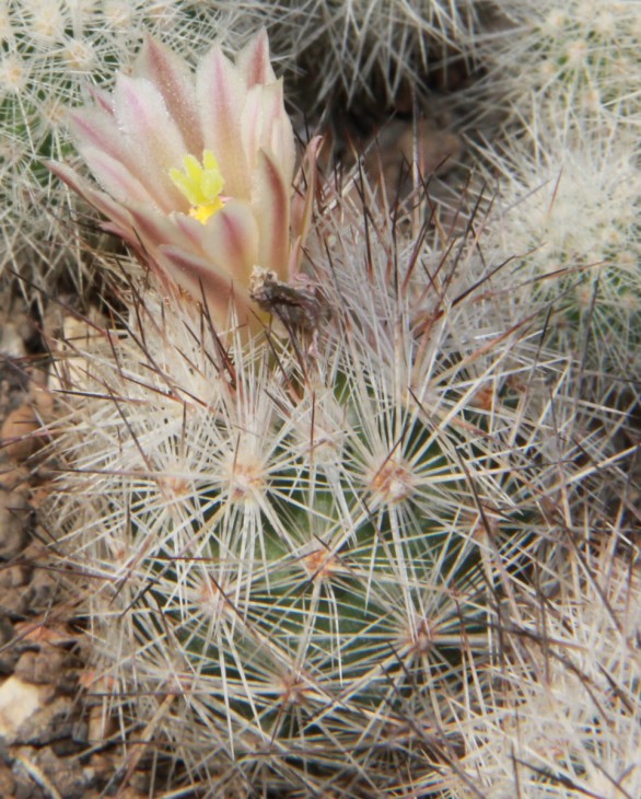 Escobaria variicolor