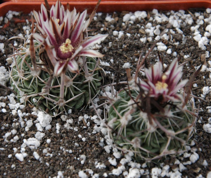 Stenocactua lloydii