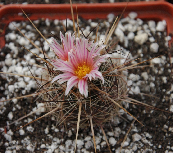 Thelocactus lausseri