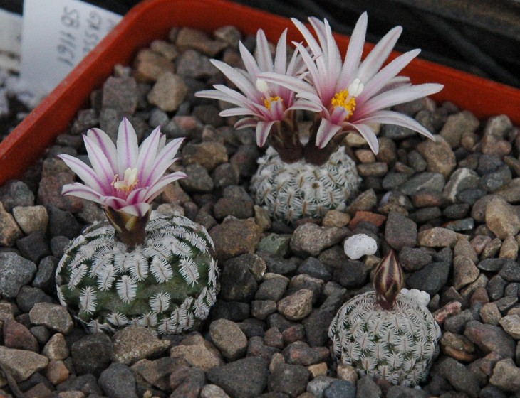 Turbinicarpus pulcherimus