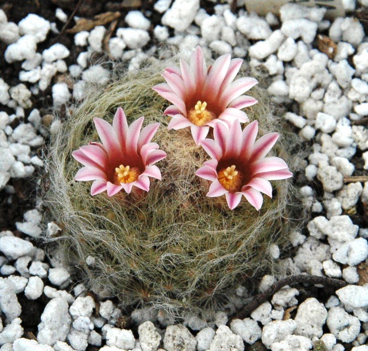 Mammillaria aureilanata