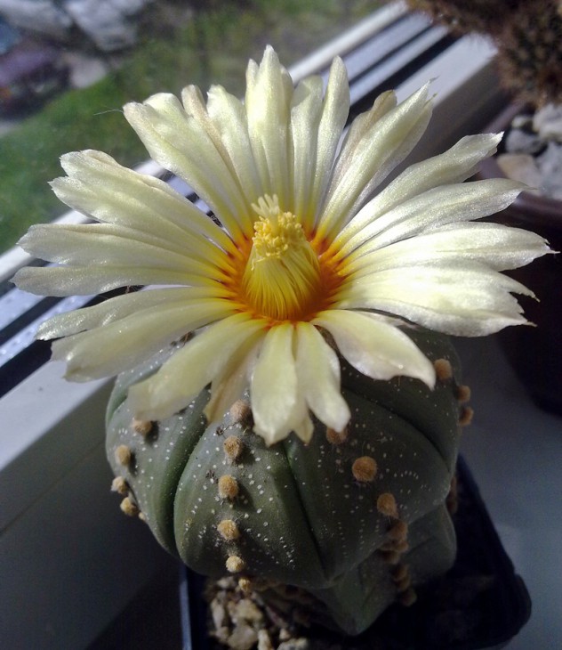 Astrophytum_asterias.jpg