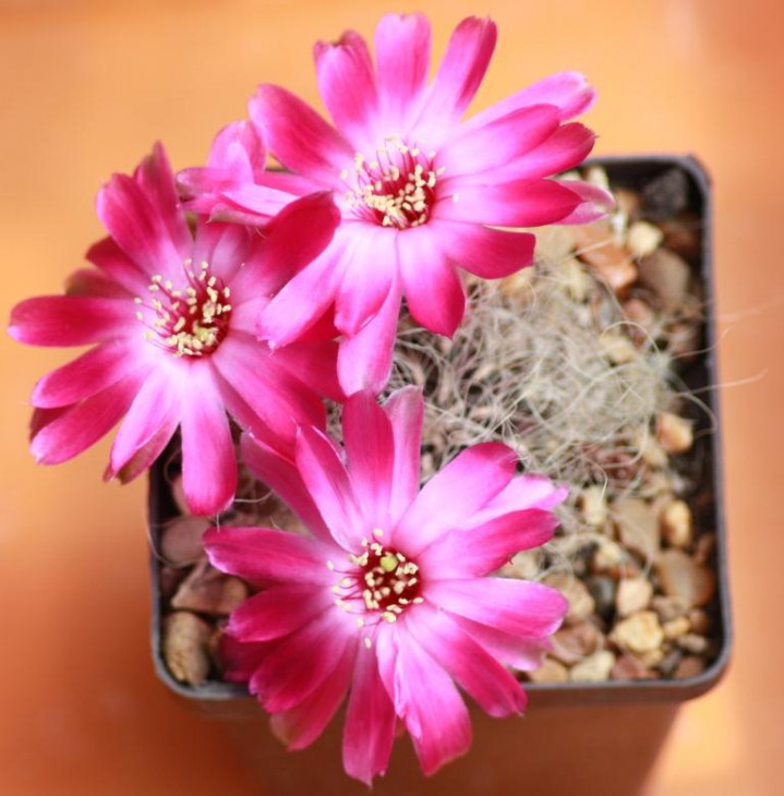 sulco gerosenilis.jpg