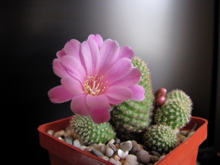Rebutia.JPG