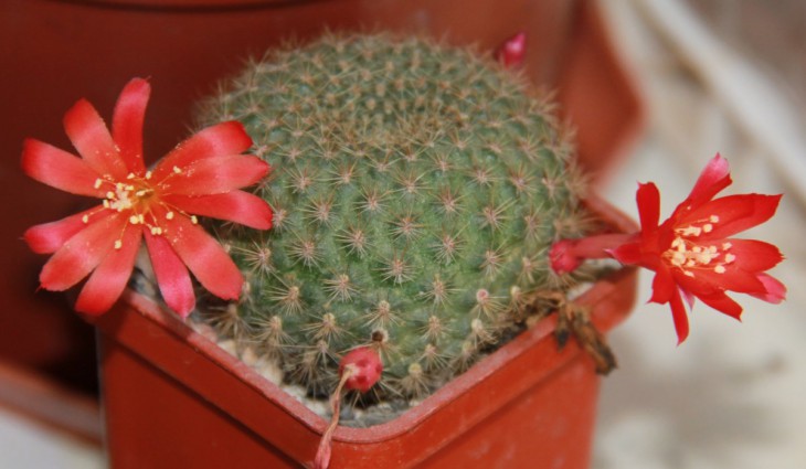 Rebutia sp.
