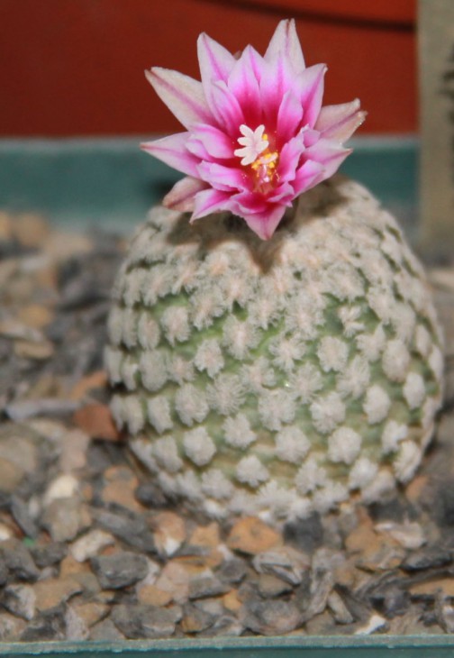 Turbinicarpus valdezianus