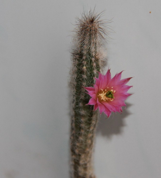Wilcoxia schmollii