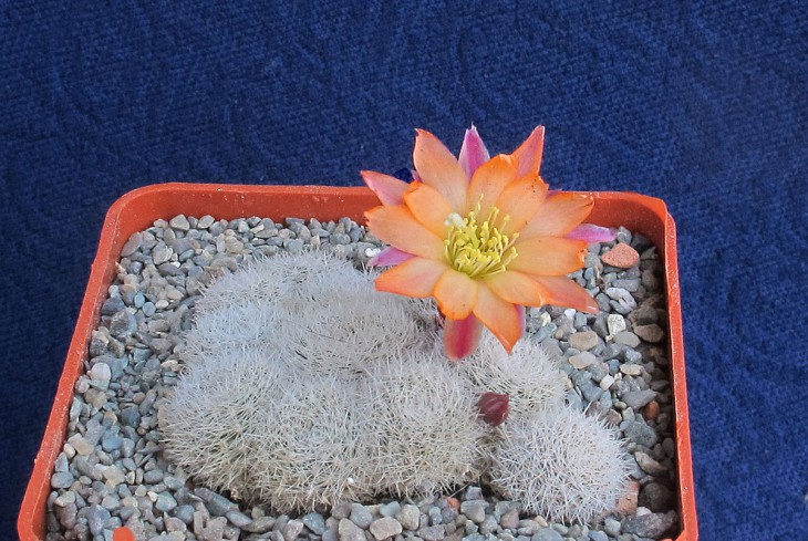 Aylostera heliosa cv. sunrise