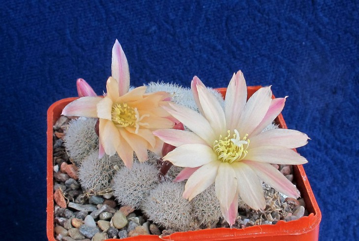 Aylostera heliosa cv. sunrise