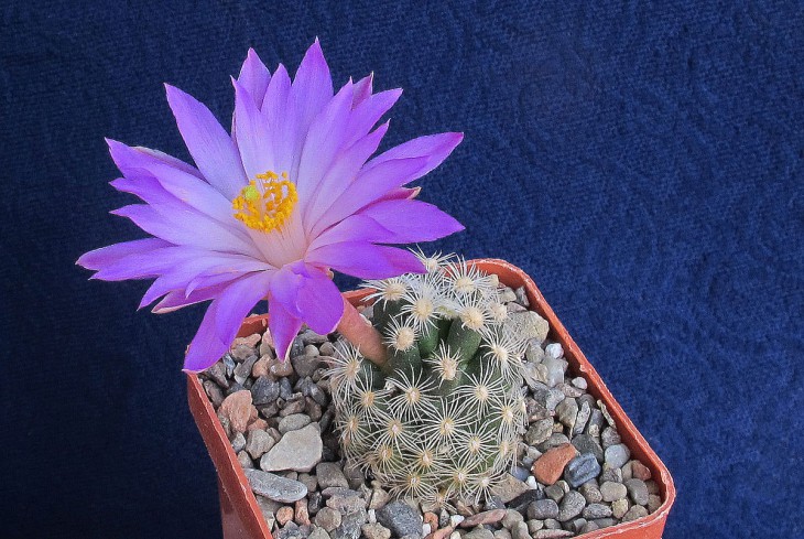 Mammillaria saboae ssp roczekii
