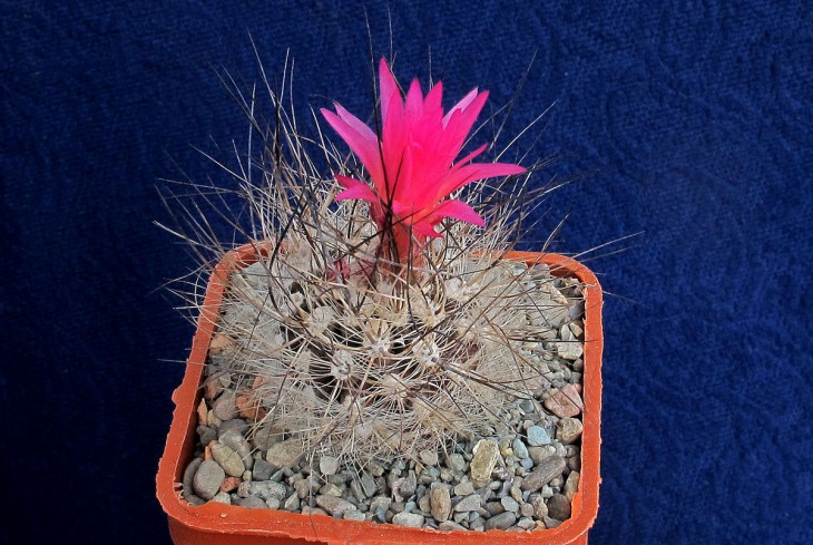Neoporteria nidus