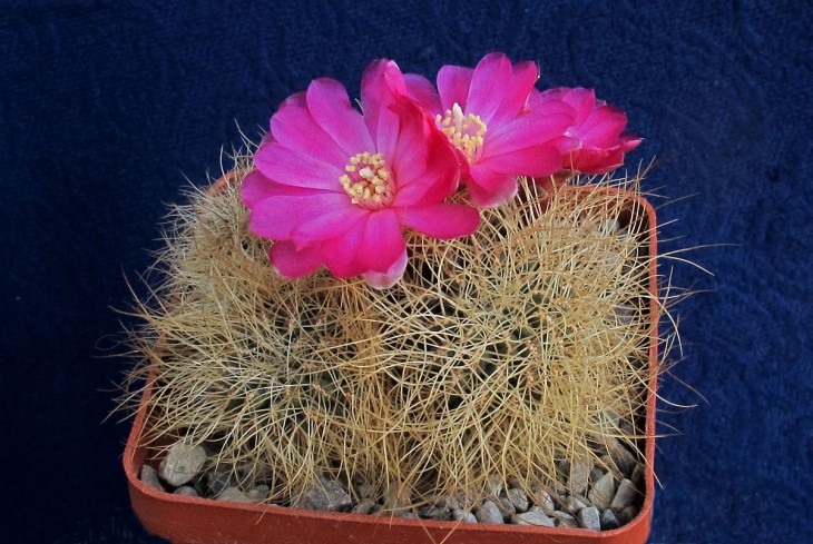 Sulcorebutia vasqueziana