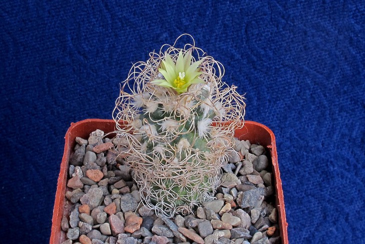 Turbinicarpus krainzianus