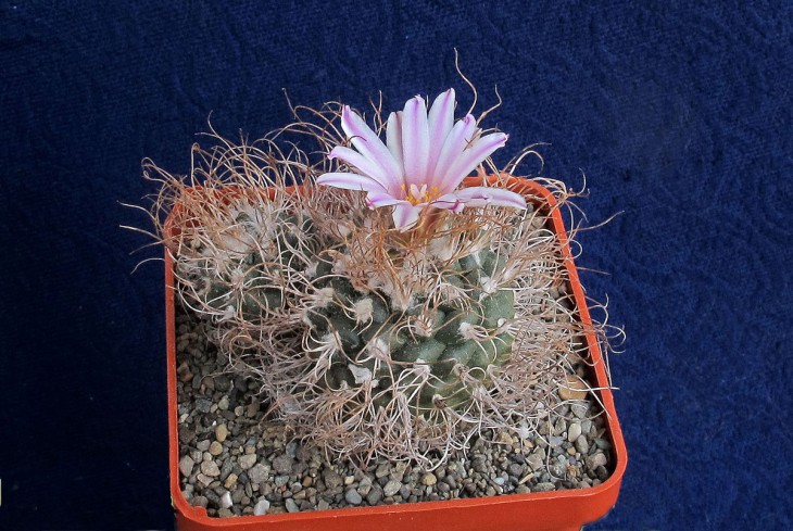 Turbinicarpus pseudomacrochele