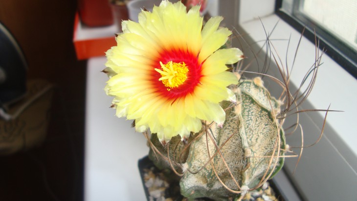 Astr. capricorne