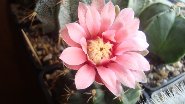 G. sp.