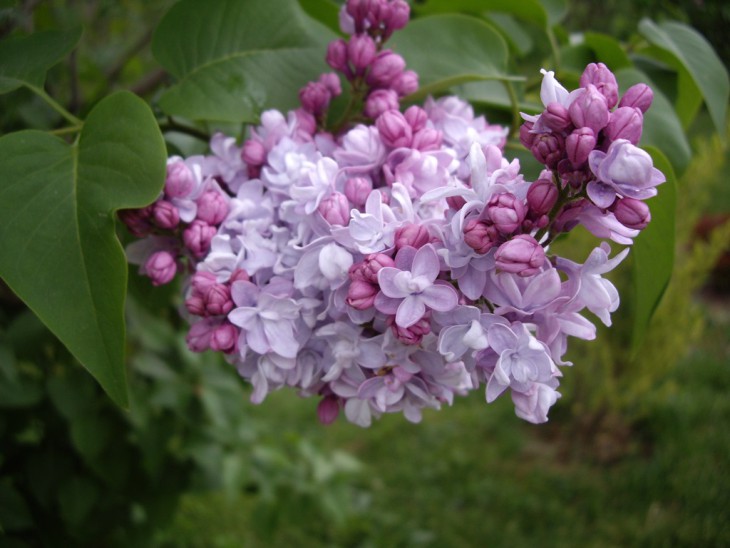 IMGP9837.jpg