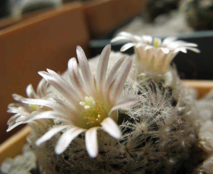 Mammillaria lasiacantha SB 500