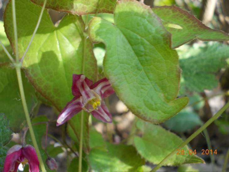 Epimedium2