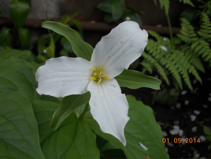 Trillium1
