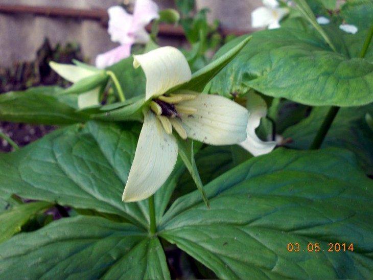 Trillium3