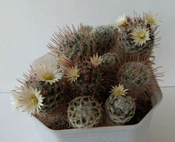 Mammillaria duwei