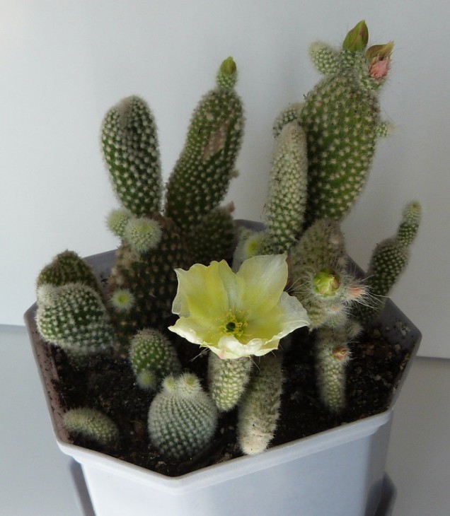 Opuntia microdasys v. albispina