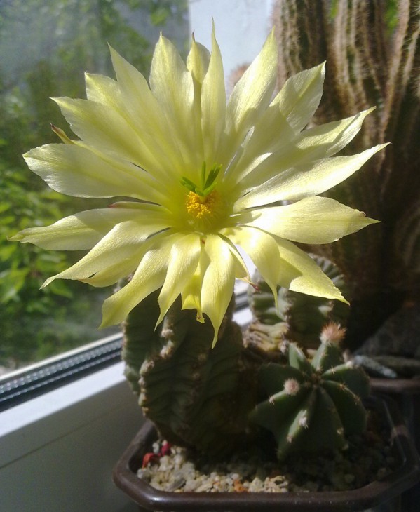 Echinocereus_subinermis.jpg