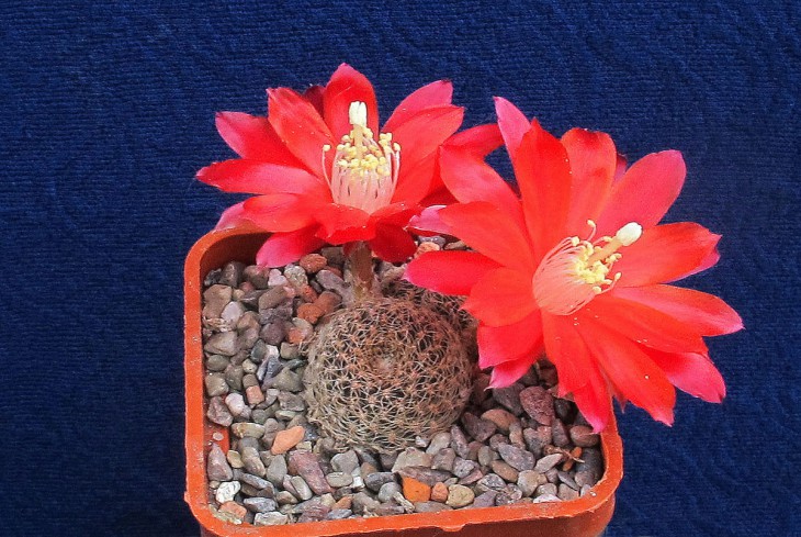 Aylostera heliosa v.condorensis