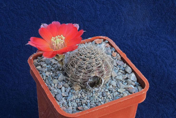 Mediolobivia sp.Uhlig