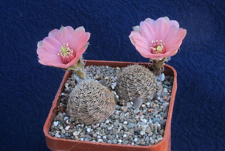 Mediolobivia canacrucensis