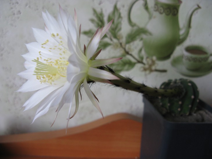 E. subdenudata